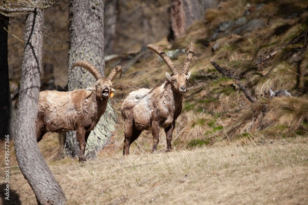 Fototapeta Stambecchi 03