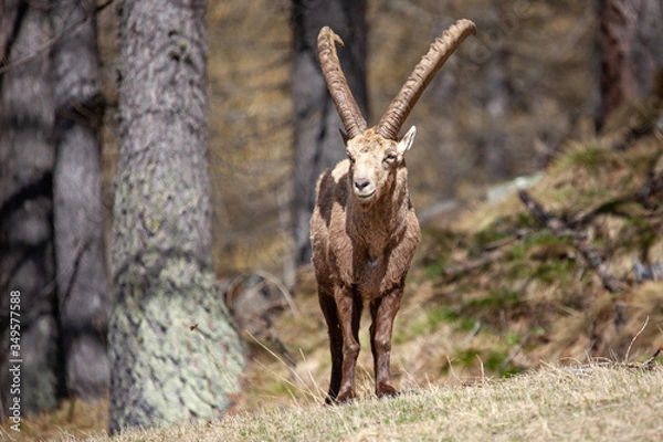 Fototapeta Stambecchi 05