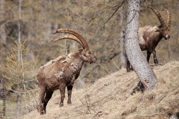 Fototapeta Stambecchi 04
