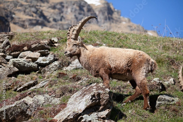 Fototapeta Stambecchi 07