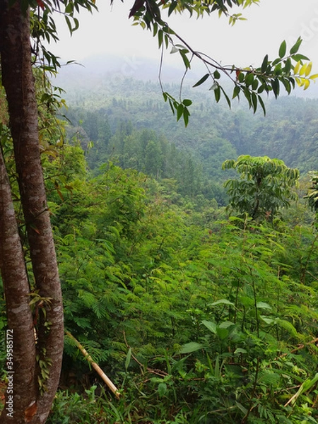 Obraz forest in the fog