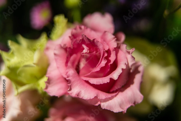 Obraz pink rose in garden
