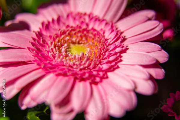 Obraz closeup of pink gerber daisy