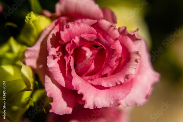 Obraz pink rose with dew drops