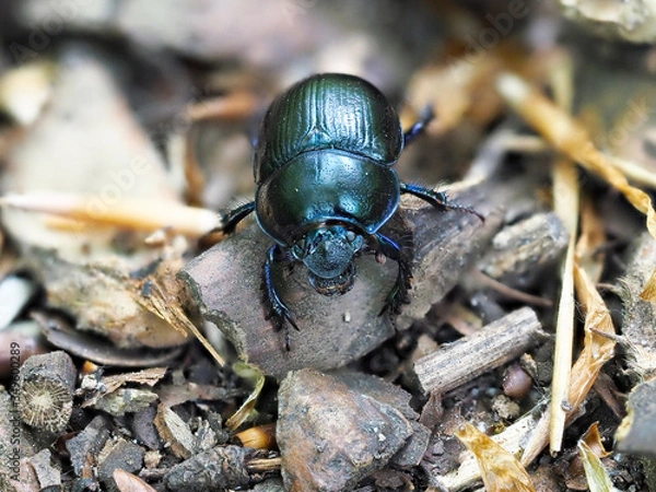 Obraz żuk chrząszcz owad