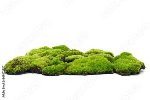 Obraz Moss green on white background.