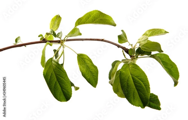 Obraz Apple tree branch on an isolated white background, close-up. Fruit tree sprout with green leaves