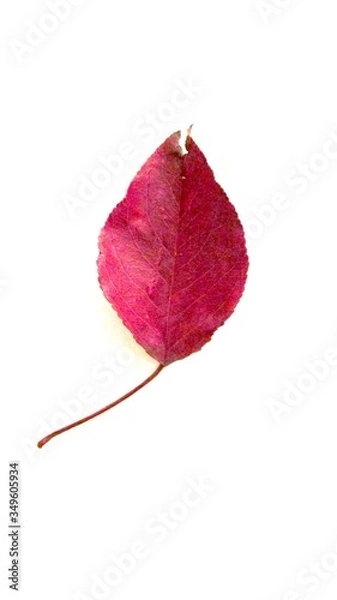 Obraz Magenta leaf on white.