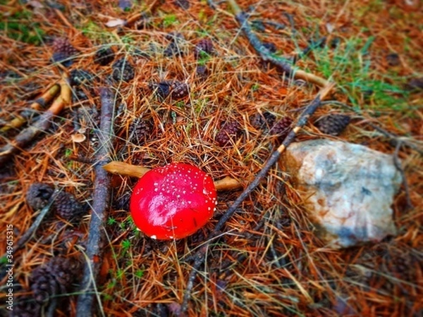 Obraz Mushroom at the mountain range of Madrid