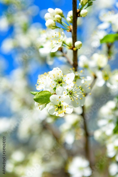 Fototapeta cherry blossom branch against the blue sky