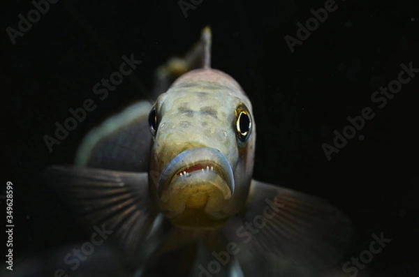 Obraz Lepidiolamprologus elongatus