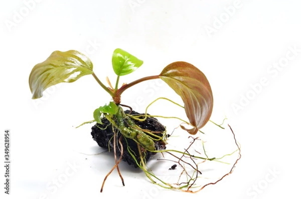 Obraz homalomena sp. red aquarium plant