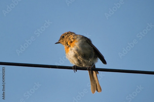 Obraz sparrow on a wire