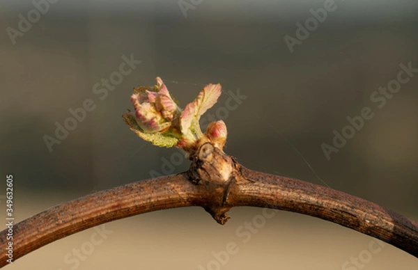 Fototapeta 
vine outbreak in Ribeiro, Ourense