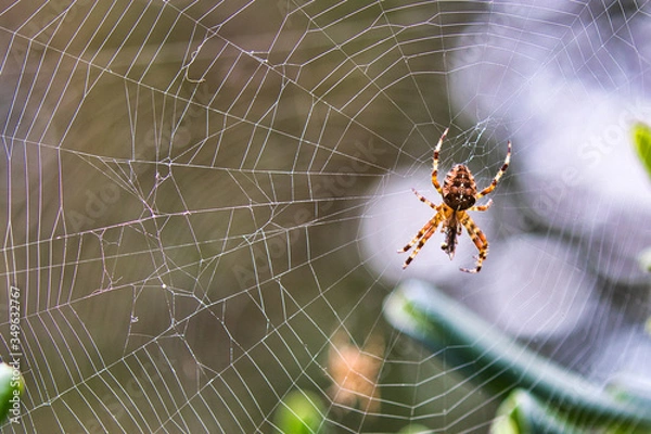 Obraz spider on web