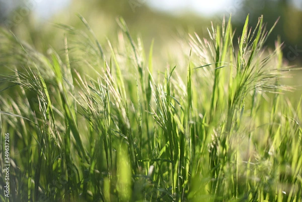 Fototapeta 
tall green grass close-up. selective focus