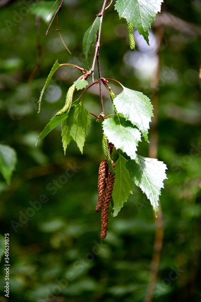 Fototapeta A branch of birch with catkins, leaves lit by a bright sun.