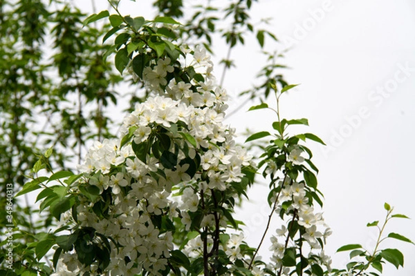 Fototapeta Apple tree in flowers. White flowers of apple trees against the sky.