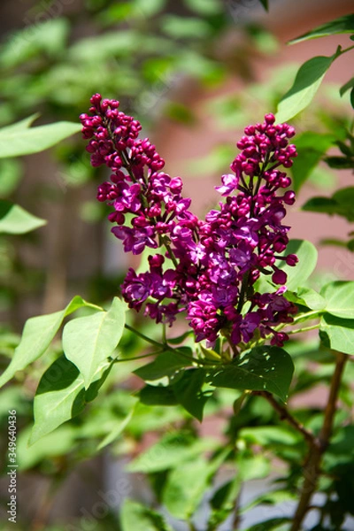 Fototapeta Bright branch of red lilac on a blurred background.