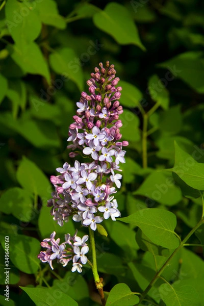 Fototapeta Lilac branch with large flowers and buds on a background of green leaves. Macrophoto.