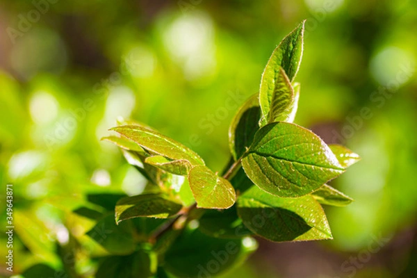 Fototapeta Leaves of a tree in spring, May green, macro.