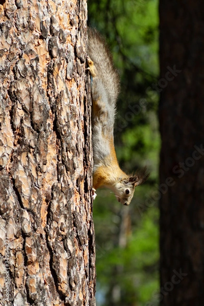 Fototapeta Red squirrel weighs upside down on a tree.