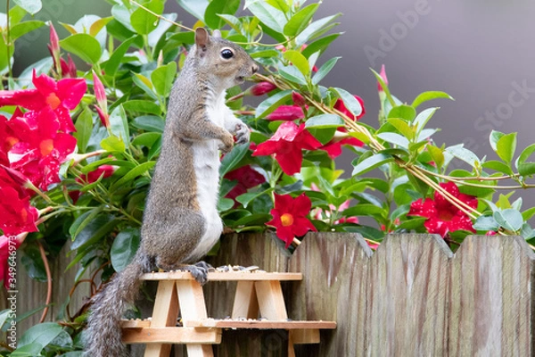 Obraz Squirrel looking for friends