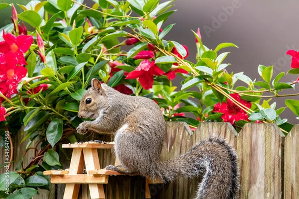 Fototapeta Squirrel Picnic