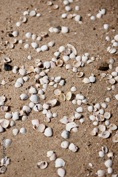Fototapeta Close up of shells and stones on a beach
