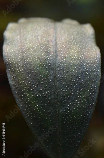Obraz bucephalandra leaf close-up