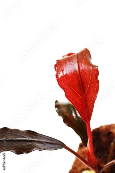 Obraz bucephalandra brownie red