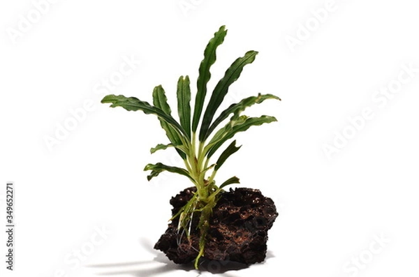 Obraz bucephalandra icarus velvet