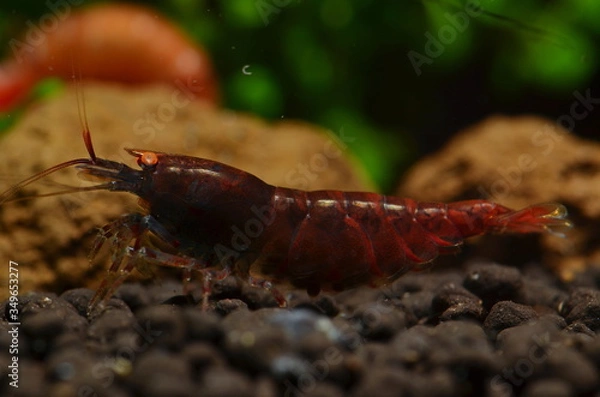 Obraz red tiger orange eyes shrimp
