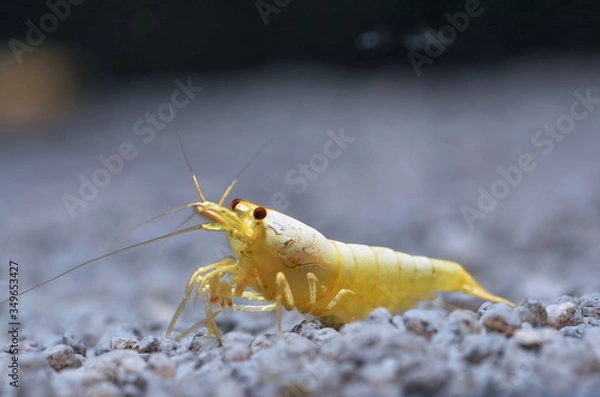 Obraz golden snow white caridina