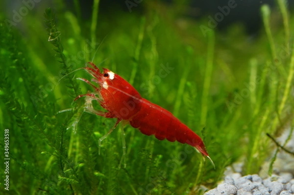 Obraz caridina crystal super red