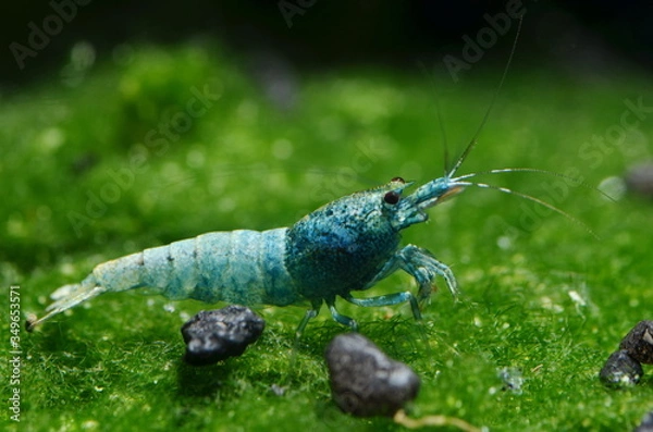 Obraz caridina blue bolt
