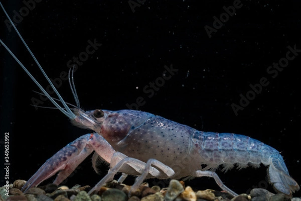 Obraz blue crayfish aquarium
