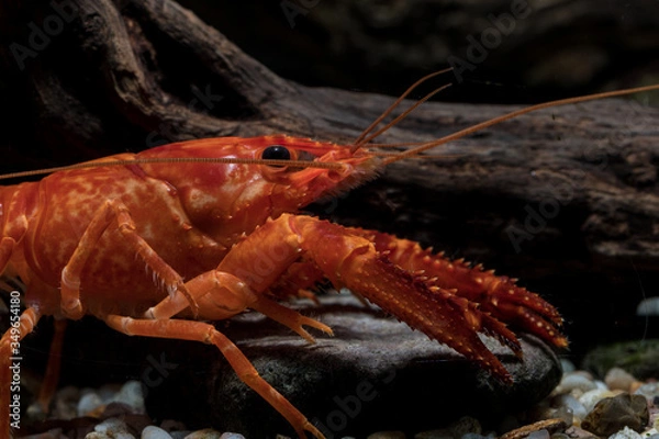 Obraz orange aquarium crayfish