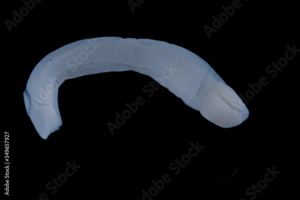 Obraz dibothriocephalus sp. (diphyllobothrium) parasite