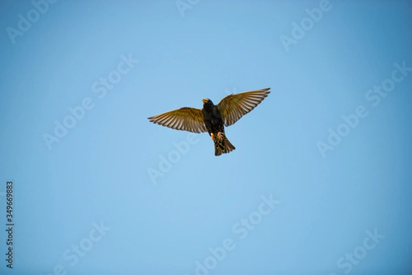 Fototapeta Birds in the fly