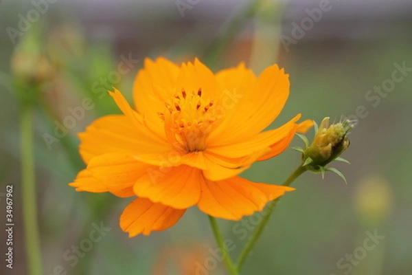 Obraz 黄ばなコスモス