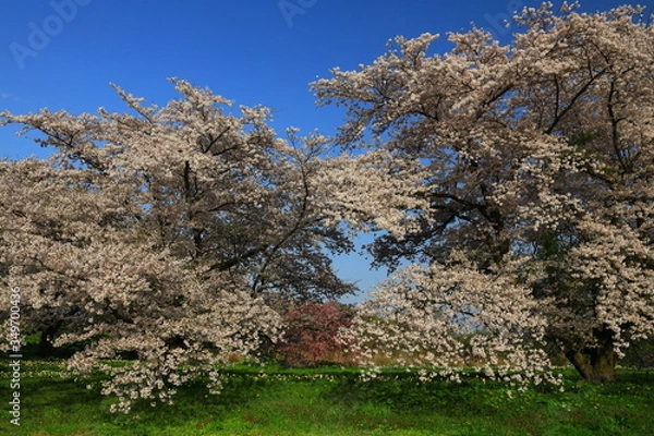 Fototapeta 岩手県奥州市　青空と桜