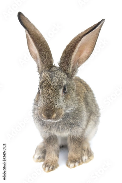 Obraz gray rabbit