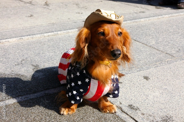 Obraz dog dressed in stars and stripes costume with a hat