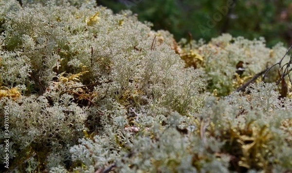 Obraz Lichen and Moss