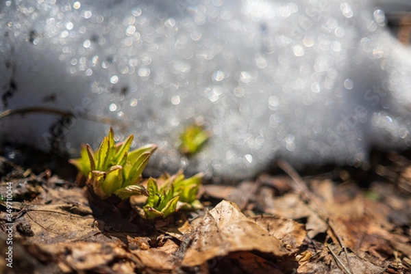 Obraz plante et neige 2