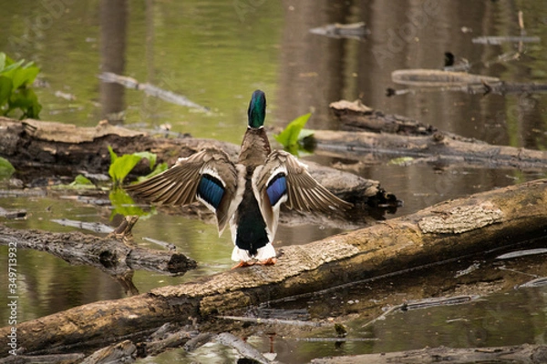 Fototapeta Big Stretch
