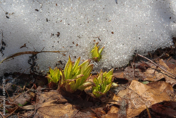 Obraz plante et neige 