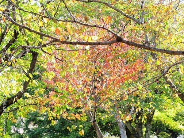 Obraz 日本の田舎の風景　11月　紅葉　桜