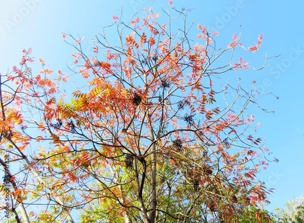 Fototapeta 日本の田舎の風景　11月　紅葉と実　ハゼノキ（櫨の木）